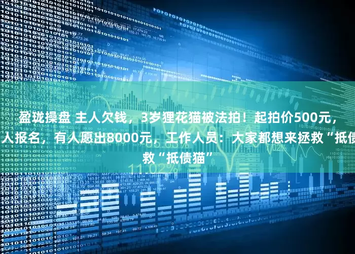 盈珑操盘 主人欠钱，3岁狸花猫被法拍！起拍价500元，数百人报名，有人愿出8000元，工作人员：大家都想来拯救“抵债猫”